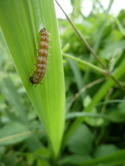 Lepidoptera