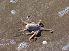 Octopus tehuelchus