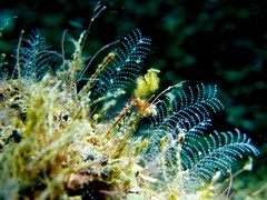 Phycocaris simulans