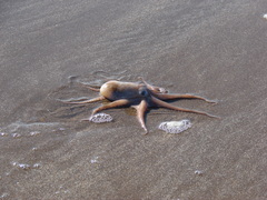 Octopus tehuelchus