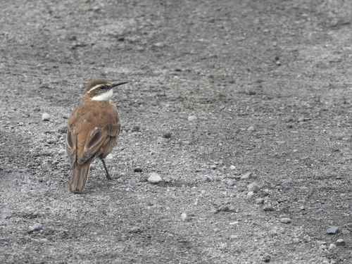 Stout-billed Cinclodes (Cinclodes excelsior), photo 9