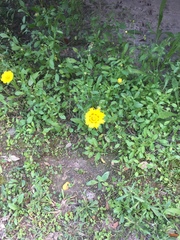 Coreopsis nuecensis