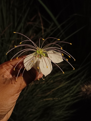 Crateva religiosa observed 2026-04-16