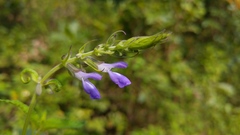 Salvia urolepis