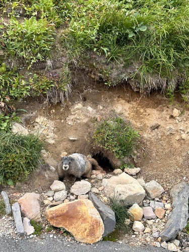 Hoary Marmot observed by ginai_21