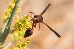 Delta hottentotum elegans