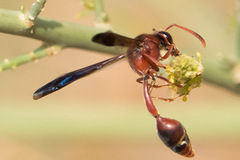 Delta hottentotum elegans