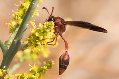 Delta hottentotum elegans