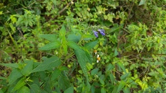 Salvia urolepis