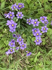 Sisyrinchium pruinosum