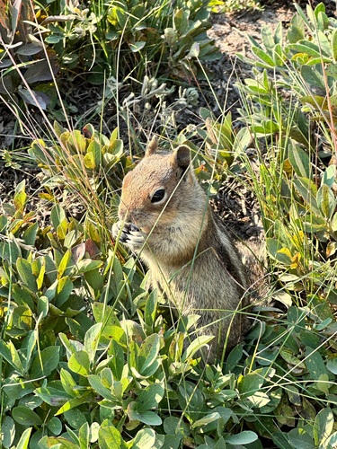 Cascade Golden-mantled Ground Squirrel observed by ginai_21