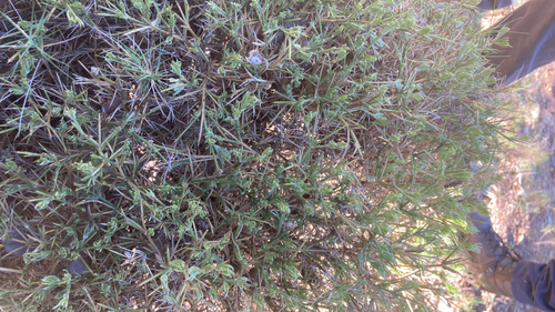 Echinospartum boissieri