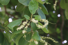 Terminalia subacroptera