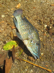 Retroculus lapidifer