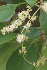 Terminalia subacroptera