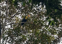 Rhabdotorrhinus corrugatus