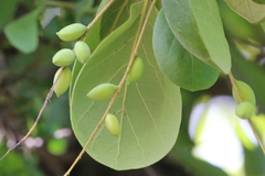 Terminalia subacroptera