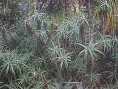 Aloiampelos striatula