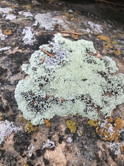 Tephromelataceae