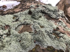 Tephromelataceae