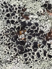 Tephromelataceae