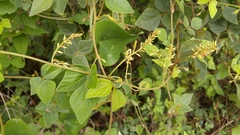 Rhynchosia longeracemosa