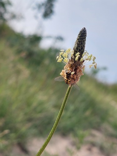 Migrant Hover Fly, Ermelo, Nederland, photo 7 of 10
