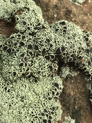 Tephromelataceae