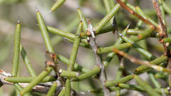 Acacia nyssophylla