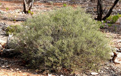Acacia nyssophylla