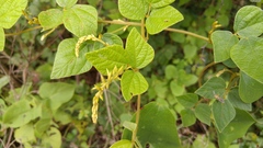 Rhynchosia longeracemosa