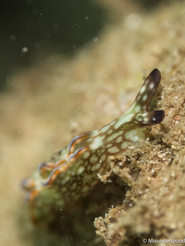 Elysia rufescens, 2026-04-11
