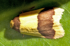 Heterallactis microchrysa
