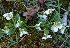 Viola alba alba
