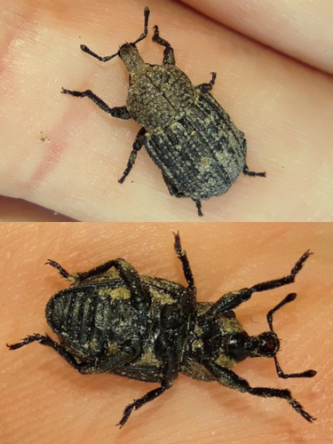 Minyops carinatus