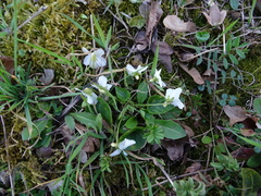 Viola alba alba