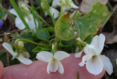 Viola alba alba