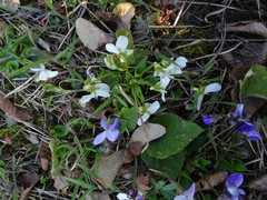 Viola alba alba