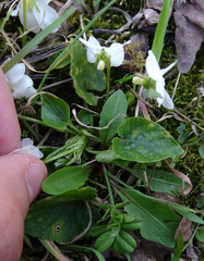 Viola alba alba