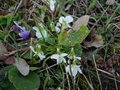 Viola alba alba