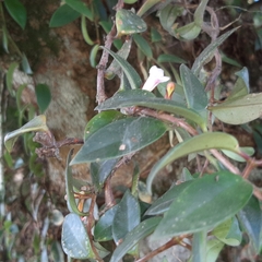 Codonanthopsis