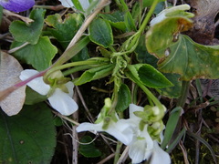 Viola alba alba