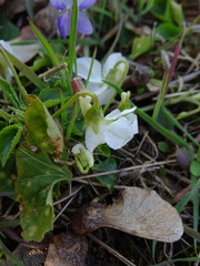 Viola alba alba