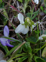 Viola alba alba