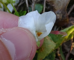 Viola alba alba