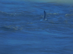 Leucophaeus atricilla