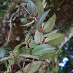 Codonanthopsis