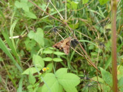 Sphingidae