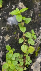 Parietaria lusitanica