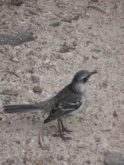 Mimus parvulus parvulus